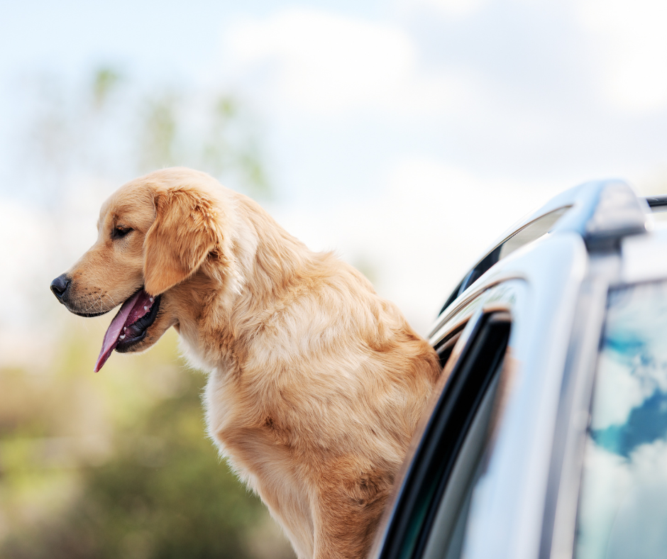 Dog in a Rental Car